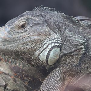 Latin America - Green Iguana
