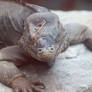 Latin America - Rhinoceros Iguana