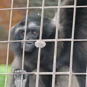 Catoctin Zoo - Gibbon