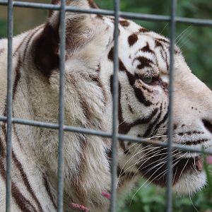 Eurasia - White Bengal Tiger