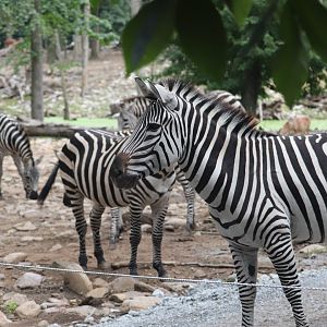 Wildlife Safari - Plains Zebra