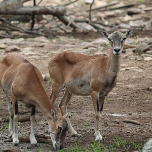 Wildlife Safari - Sheep