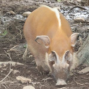 Catoctin Zoo - Red River Hog