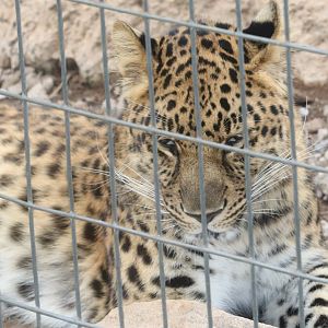 Catoctin Zoo - Amur Leopard