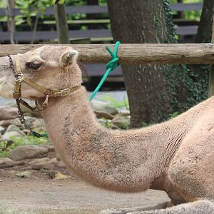 Africa - Dromedary