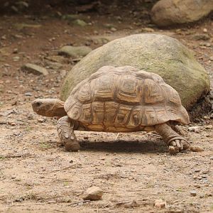 Africa - Leopard Tortoise