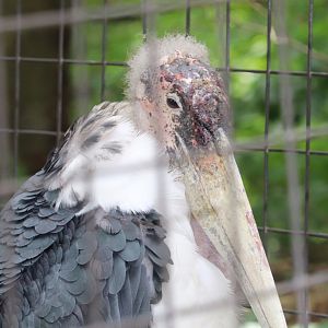 North America - Marabou Stork