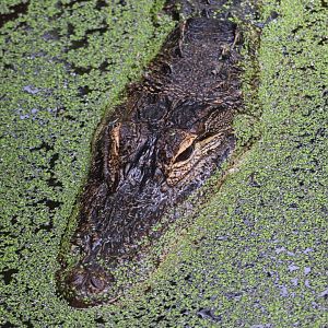 North America - American Alligator