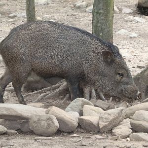 North America - Collared Peccery