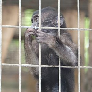 Catoctin Zoo - Grey-Armed Macaque