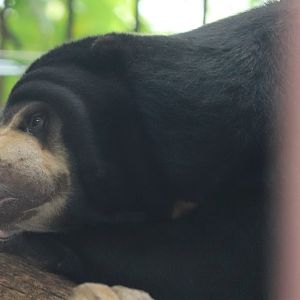 Catoctin Zoo - Sun Bear