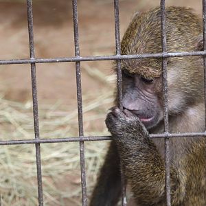 Catoctin Zoo - Olive Baboon