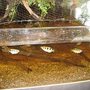 JyllandsAkvariet - Archerfish tank