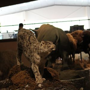 Stuffed Snow Leopard