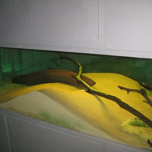 JyllandsAkvariet - Electric eel tank