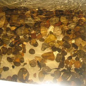 JyllandsAkvariet - Doctorfish tank