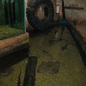 JyllandsAkvariet - Touch pool