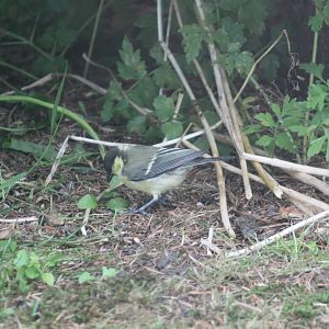 Great tit