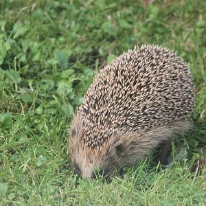 Western European Hedgehog