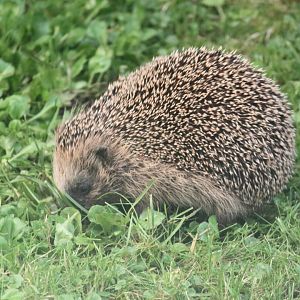 Western European Hedgehog