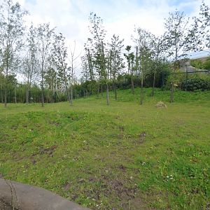 Malayan Tapir Outdoor