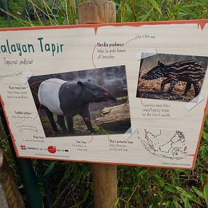 Malayan Tapir Sigange