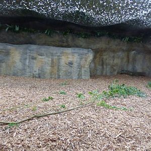 Malayan Tapir Indoor