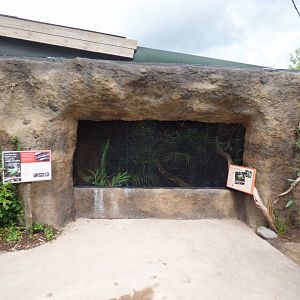 View of Javan Green Magpie Aviary