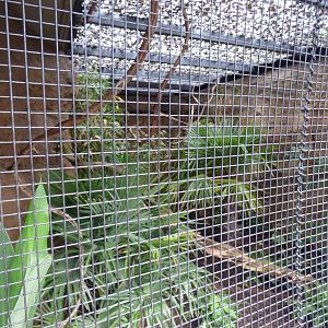 Javan Green Magpie Aviary