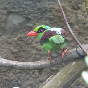 Javan Green Magpie