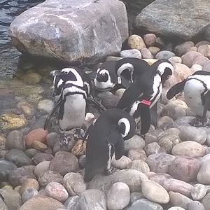 unusual markings on penguin