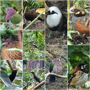 Free-flying Bird species in the new aviary