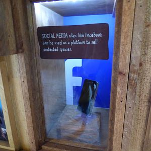 Example of wildlife trade eduction display