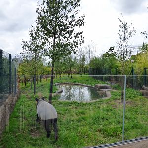 Malayan Tapir Outdoor 2