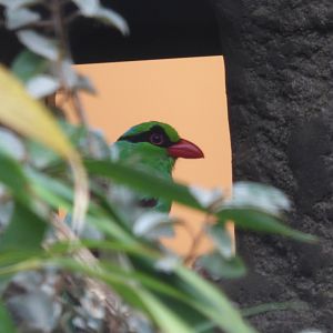 Javan Green Magpie