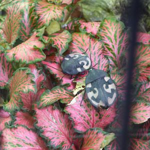 Question Mark Cockroach