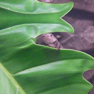 Borneo Eared Frog Tadpole
