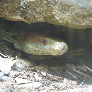 Moellendorf's Ratsnake