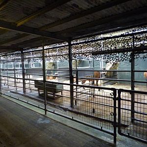 Congo Buffalo Stalls (Cattle Shed)