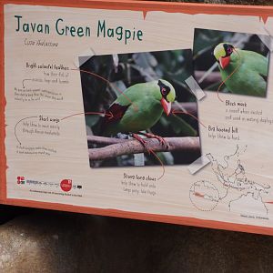 Javan Green Magpie Signage