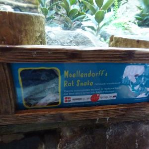 Moellendorff's Ratsnake Signage