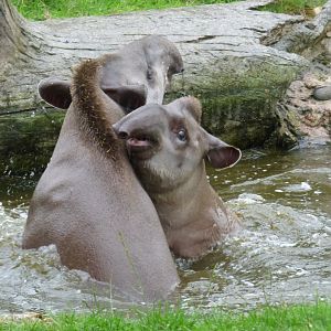 Brazilian Tapir sibling in the water