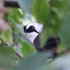 Sumatran Laughingthrush in the new aviary