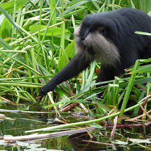 Lion-tailed Macaque foraging amongst the reeds