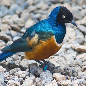 Aug. 2017 - Flights Of Fancy:  A Brilliance Of Birds - Superb Starling