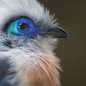 Aug. 2017 - Flights Of Fancy - A Brilliance Of Birds - Crested Coua