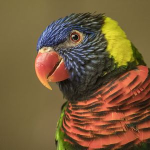 Aug. 2017 - Flights Of Fancy: A Brilliance Of Birds - Green-naped Lorikeet