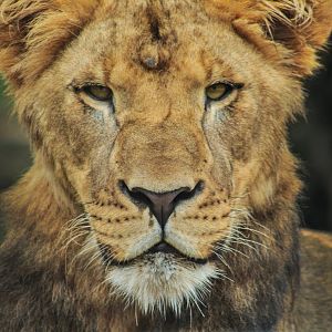 Aug. 2017 - Plains - Young Lion