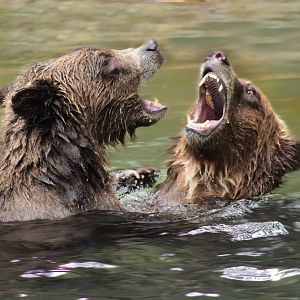 Aug. 2017 - Forests - Brown Bear Fight