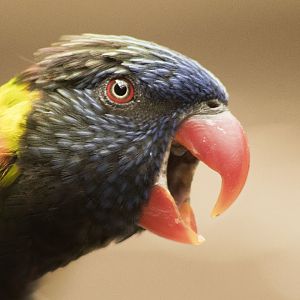 Aug. 2017 - Flights Of Fancy - A Brilliance Of Birds - Green-naped Lorikeet